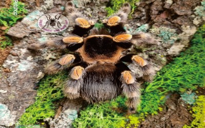 B hamorii female 14-15 cm tarantula